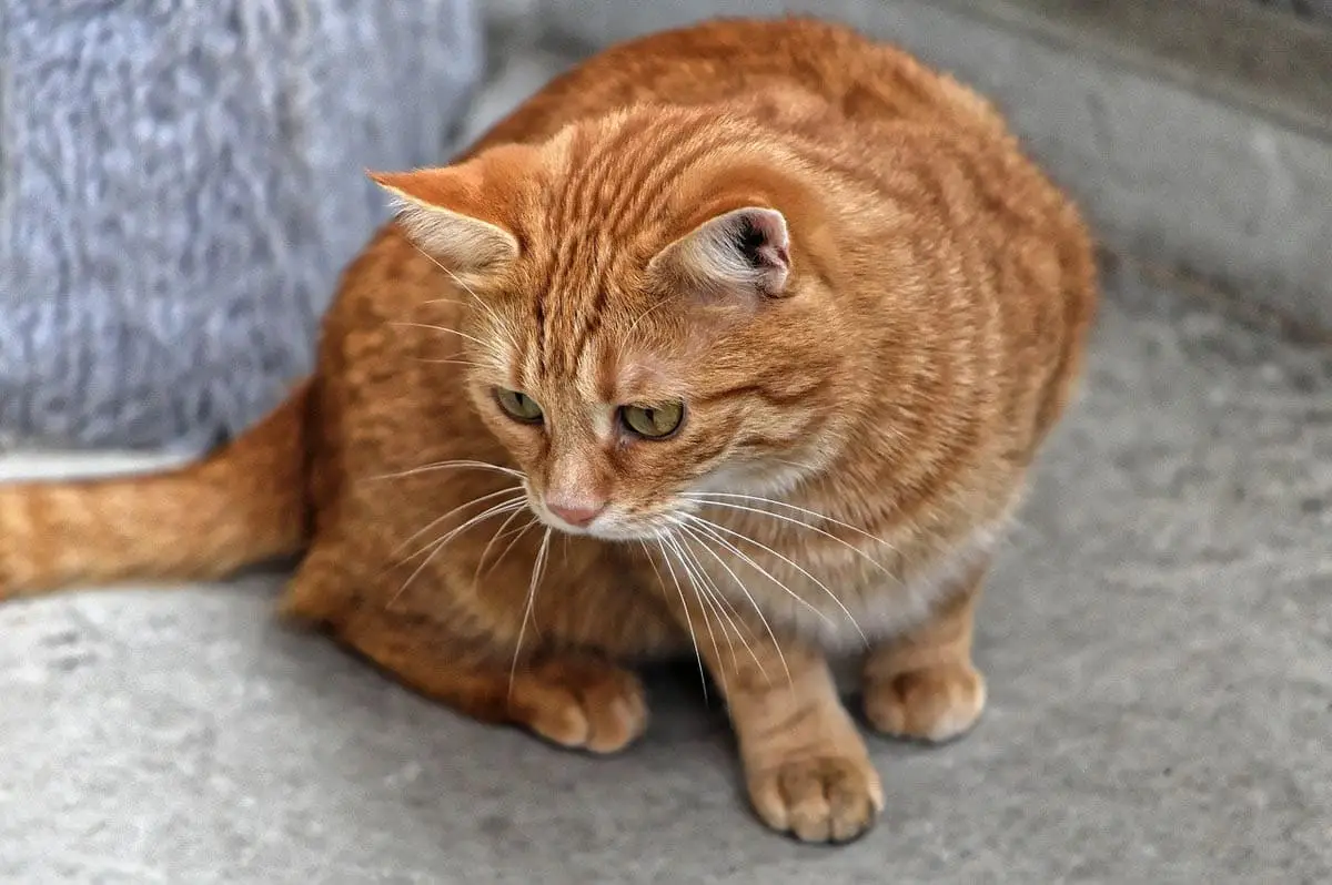 Giftige menschliche Nahrung von Katzen, die keine Katzen füttern