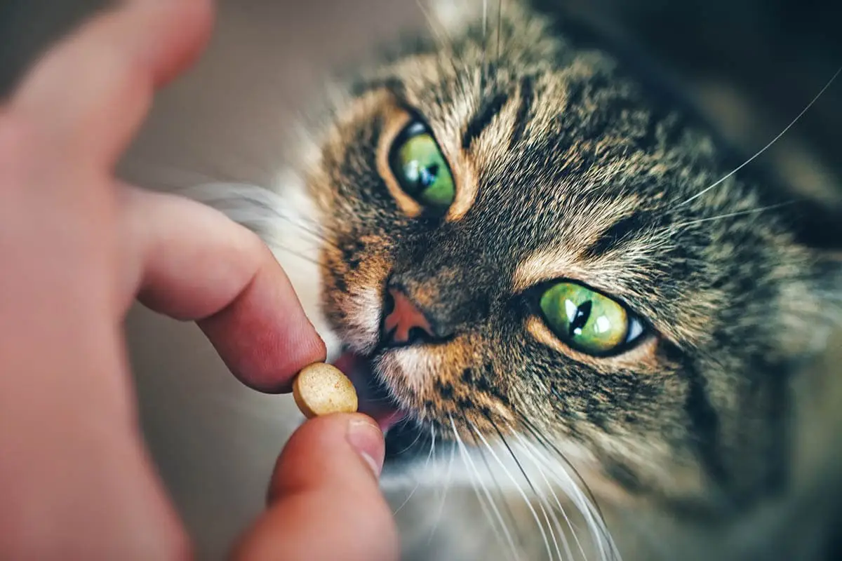 Pilling a cat