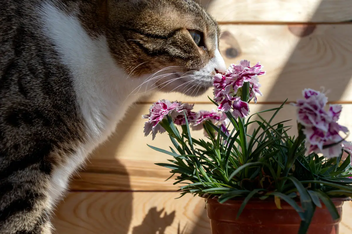 Krophilus Cats Day?