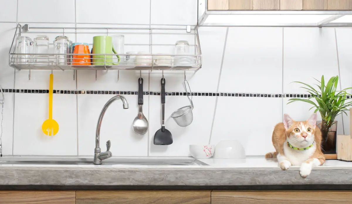 Mantener a los gatos fuera de los asientos de la cocina