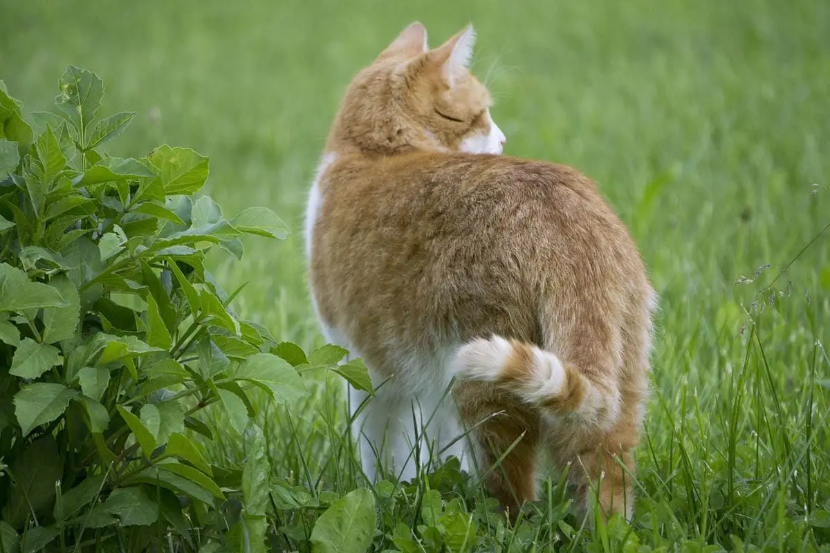 Cómo mantener a los gatos fuera del jardín