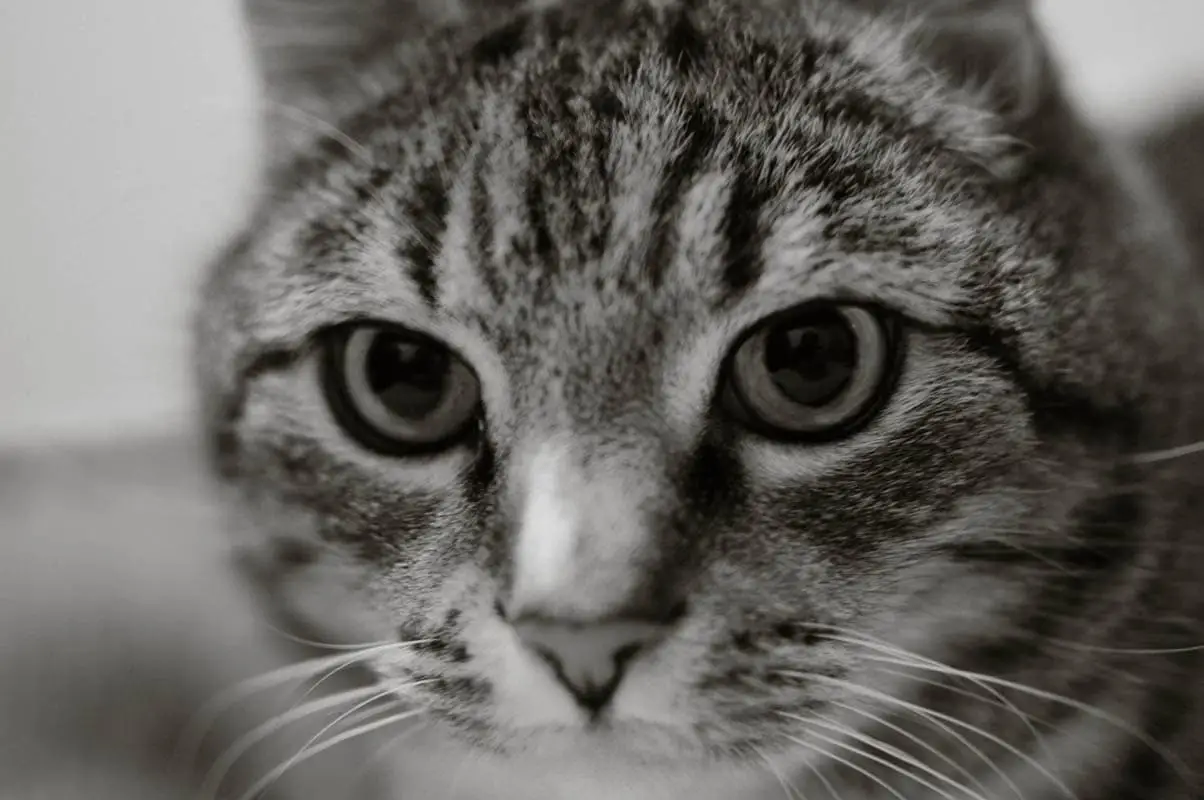 Wat is een katten testen?