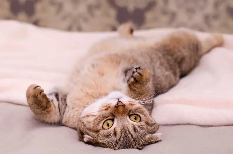 cat asking for belly rub