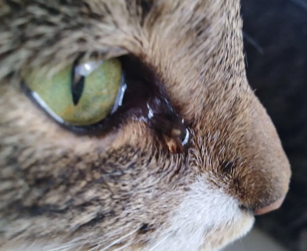 Remédios para ajudar um gato com olhos lacrimejantes [Opthalmologisthologista veterinário]