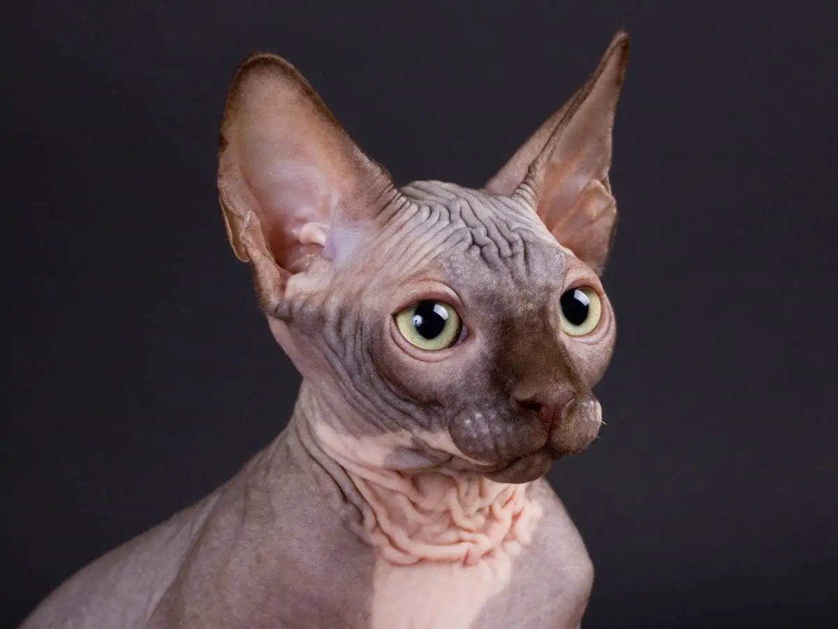 Sphynx cat