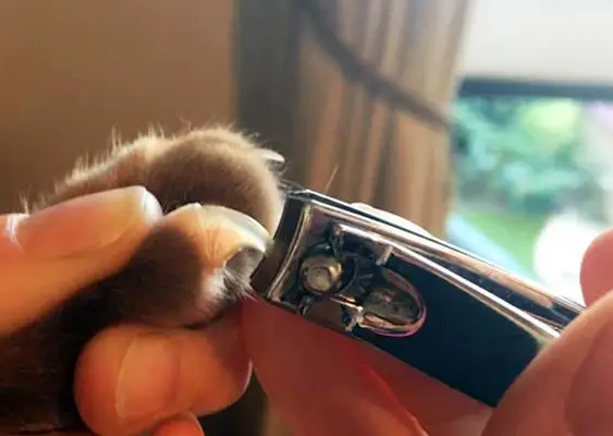 Cat claw