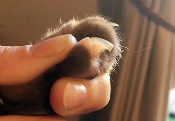 Cat claw