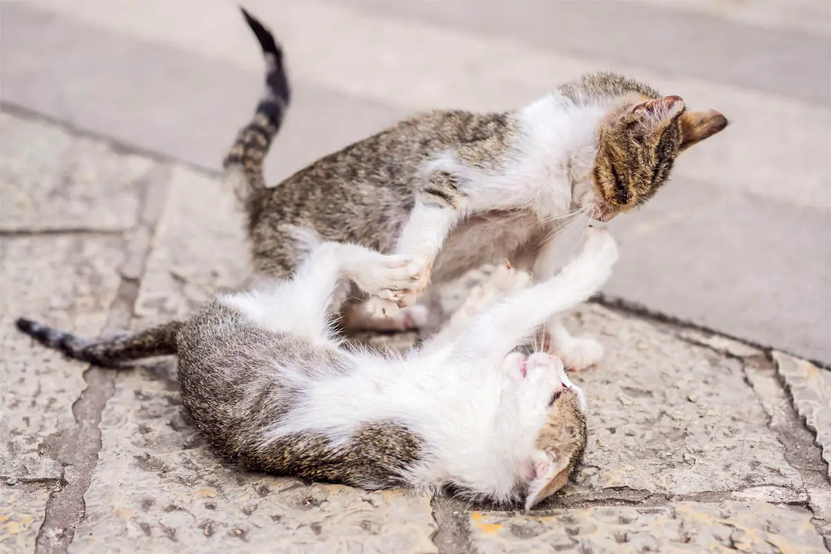 Quando sono calmi i gattini?
