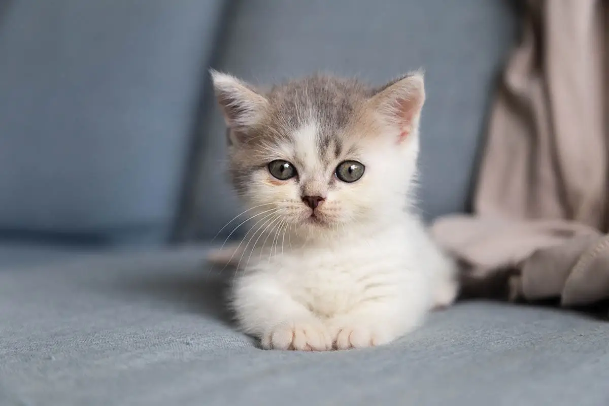 What age should you adopt a kitten?