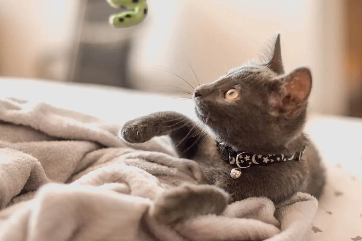 What do you need to buy for a new kitten?