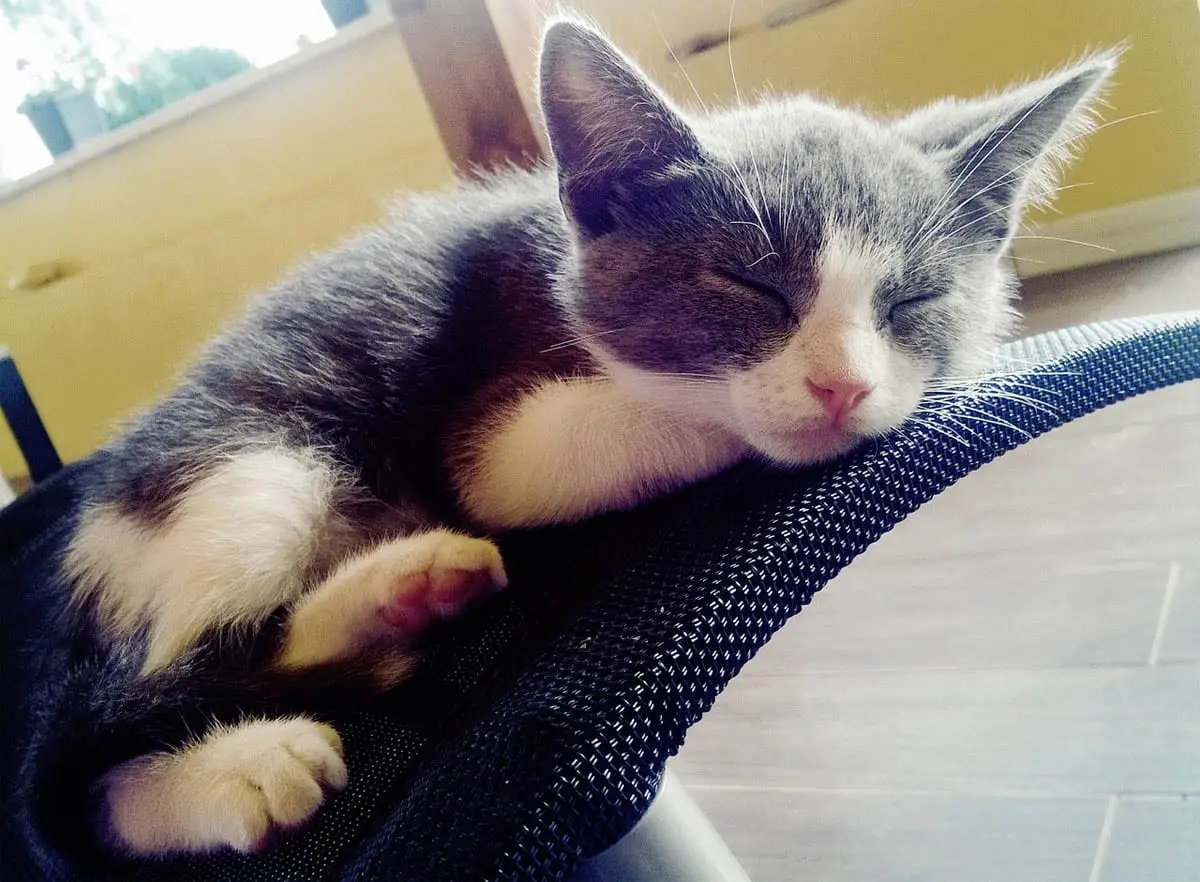 Kitten bed
