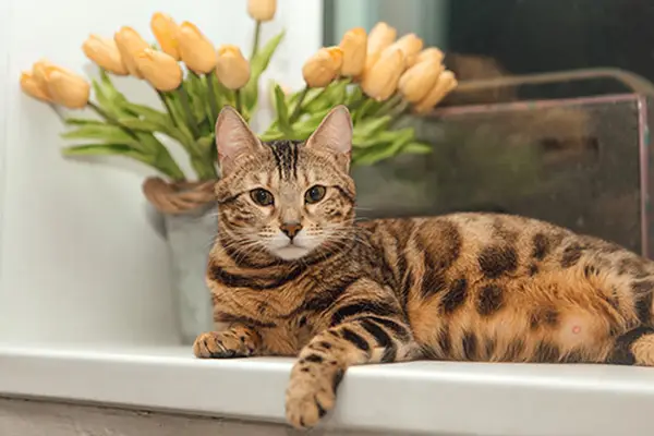 Golden pregnant bengal kitty cat
