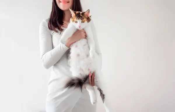 Three Weeks Pregnant Cat