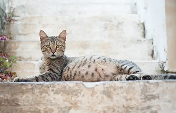 Four Weeks Pregnant Cat