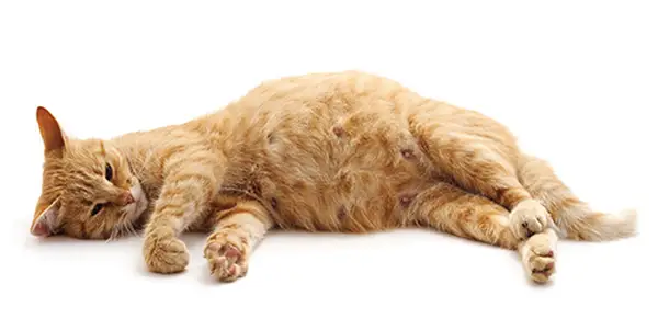 Six Weeks Pregnant Cat