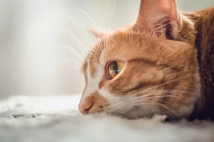 Where is the best place to adopt a cat?