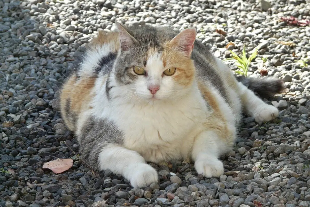 Obese cat