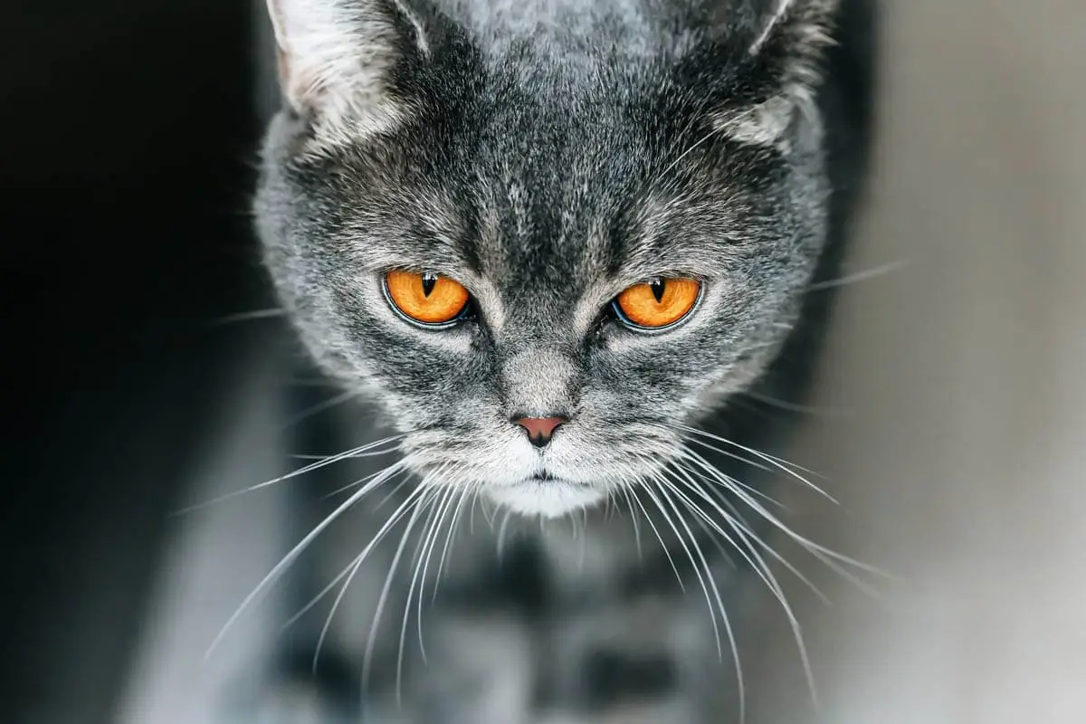 Keep your cat safe indoors