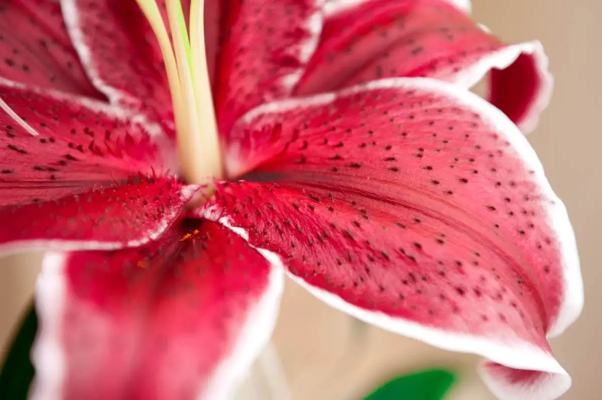 Lily