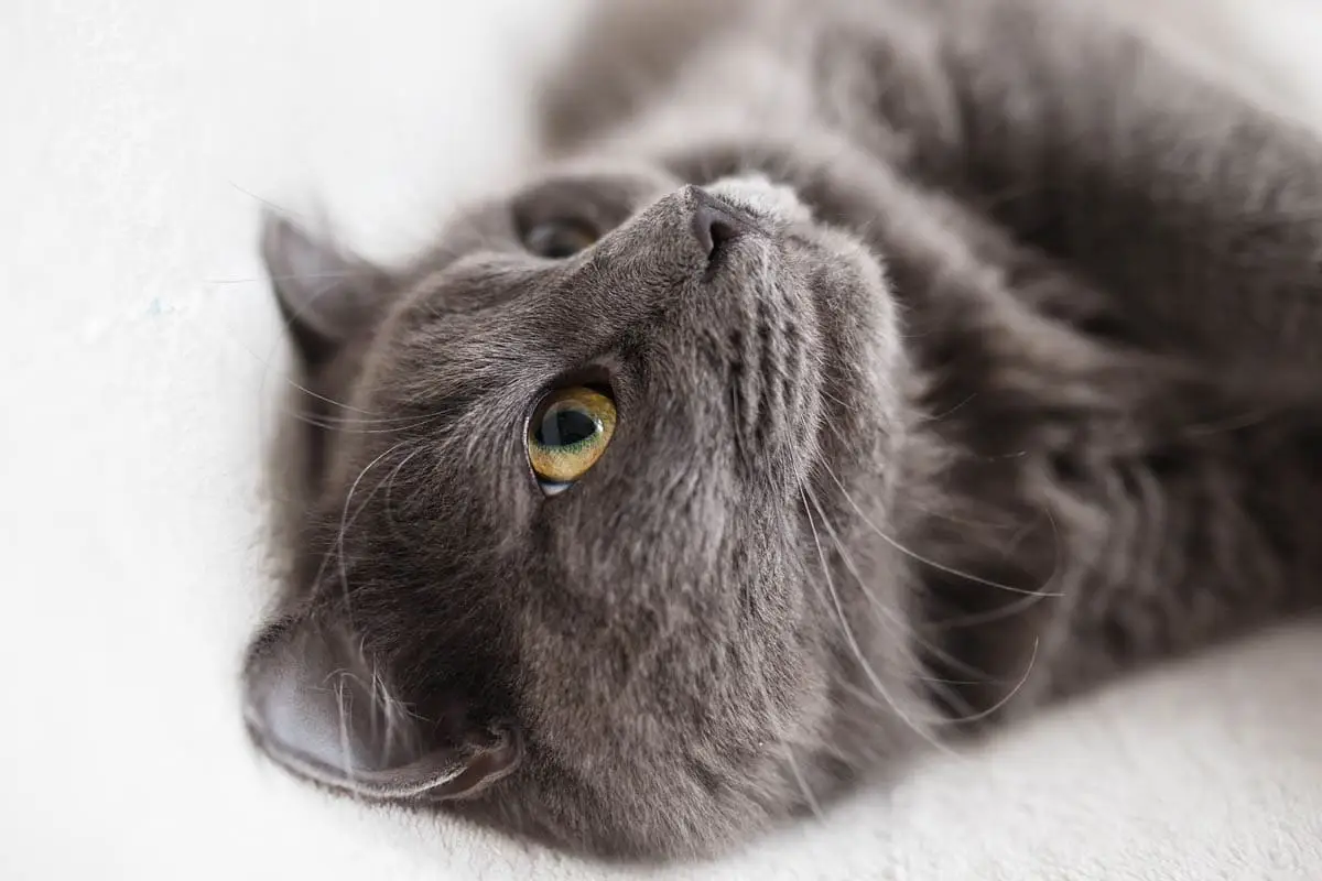 Cat care