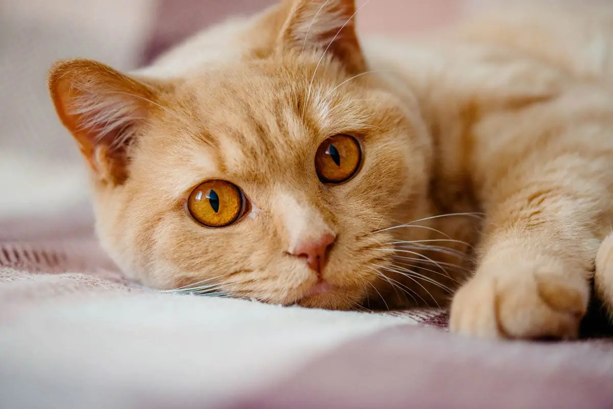 Cats and holidays