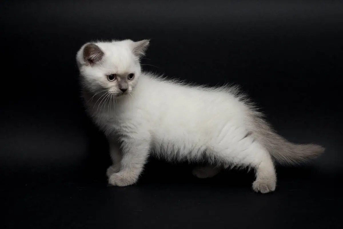 Purebred or mixed breed cat