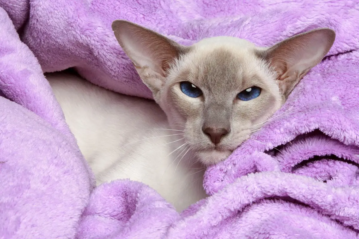 Where to adopt a cat