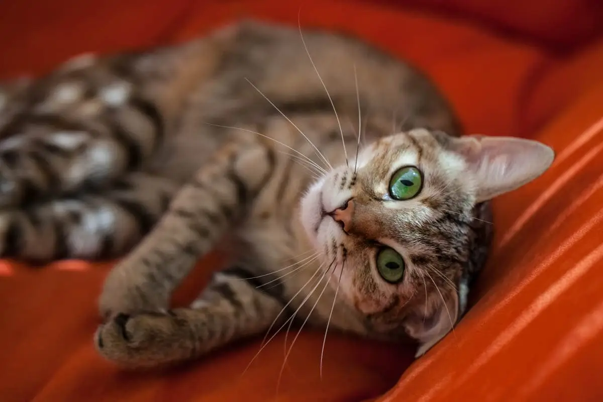 Setting up a house for a cat