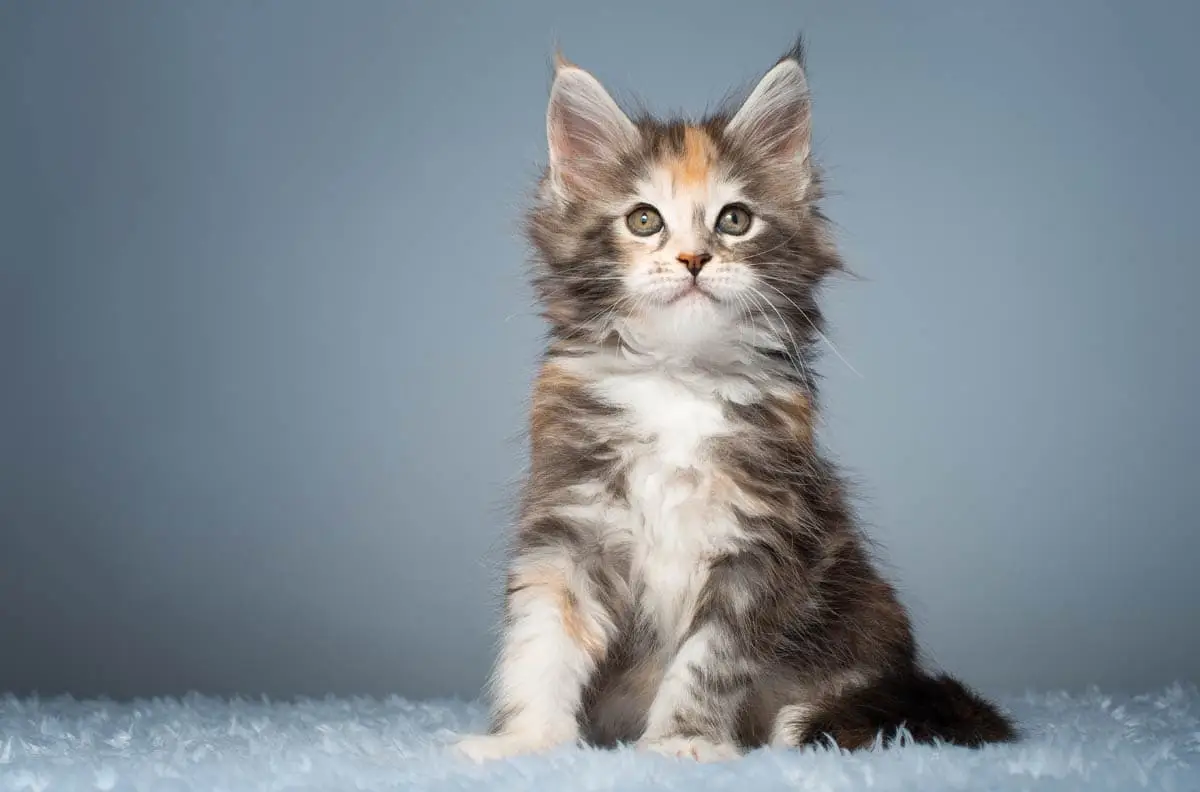 Spay or neuter