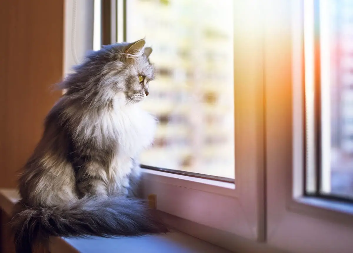 Cat safety