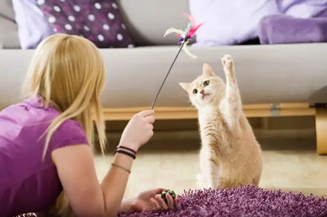 Schedule playtime with your cat