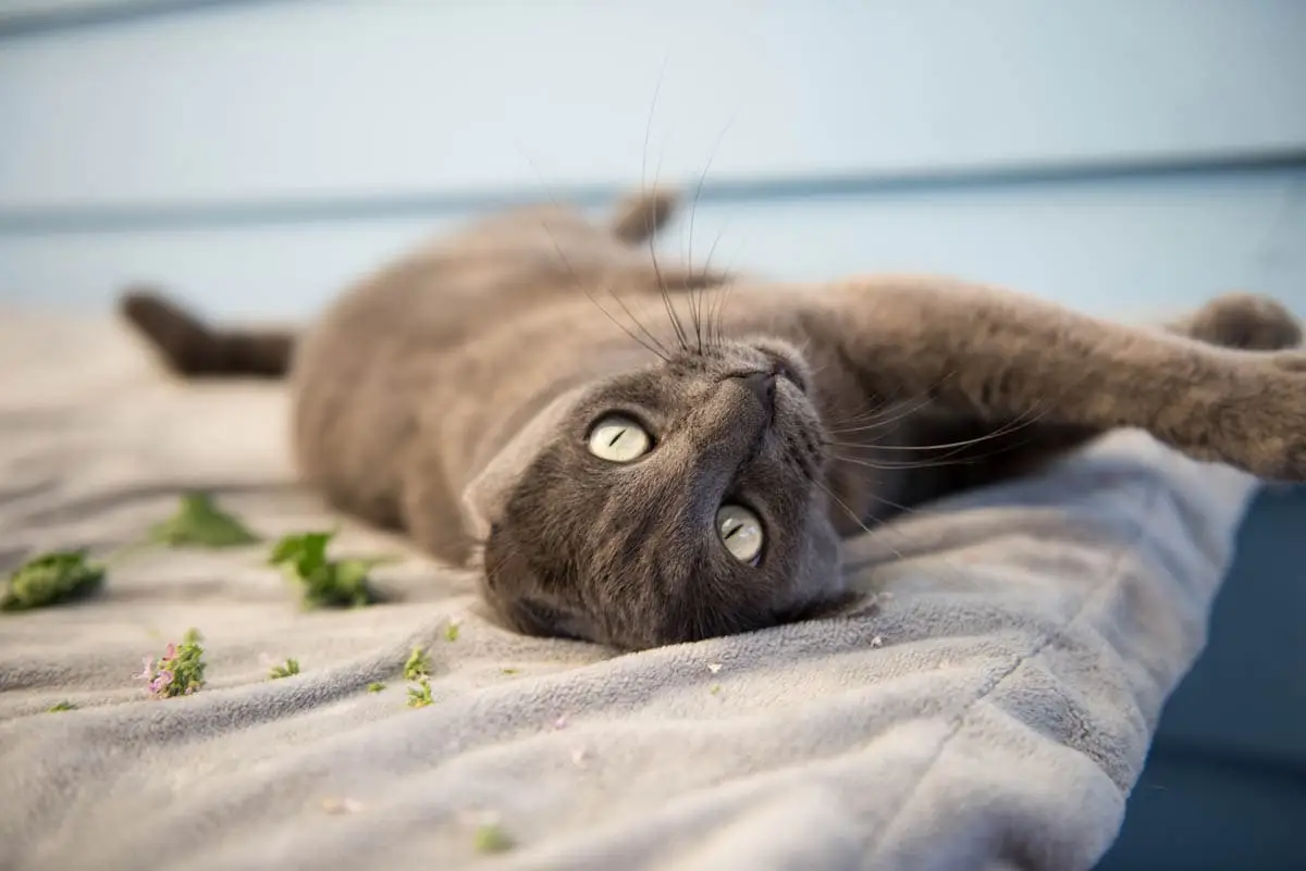 Cat rolling in catnip