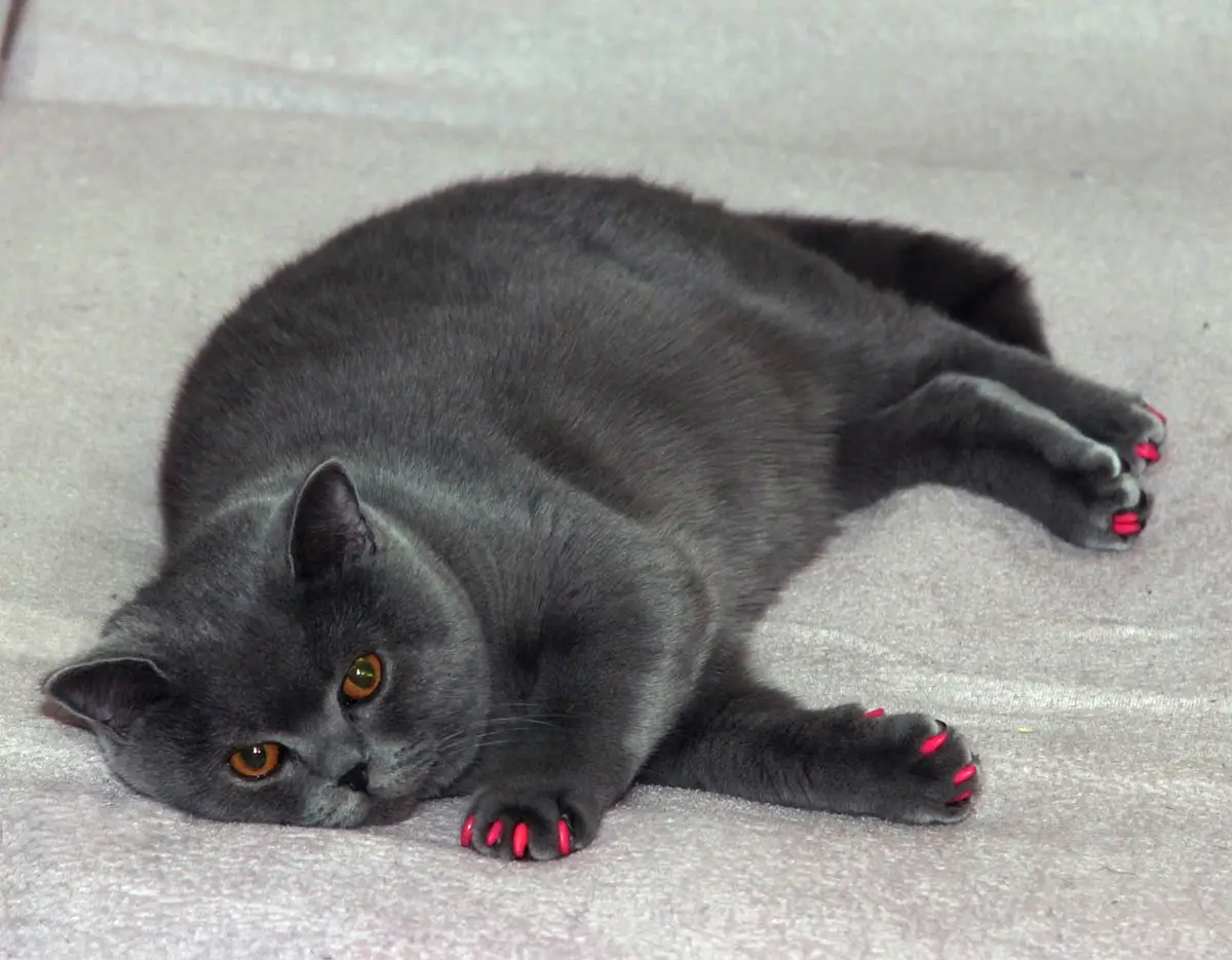 Nail caps for cats