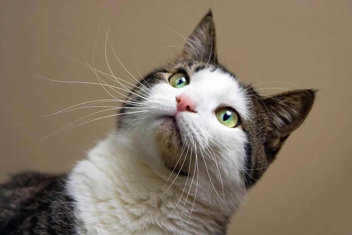 Cuidado de verano para gatos