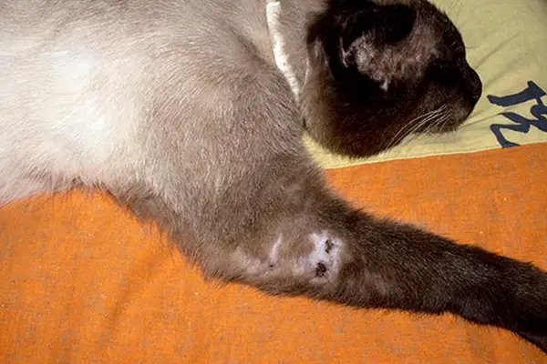 Wound on the paw of cat