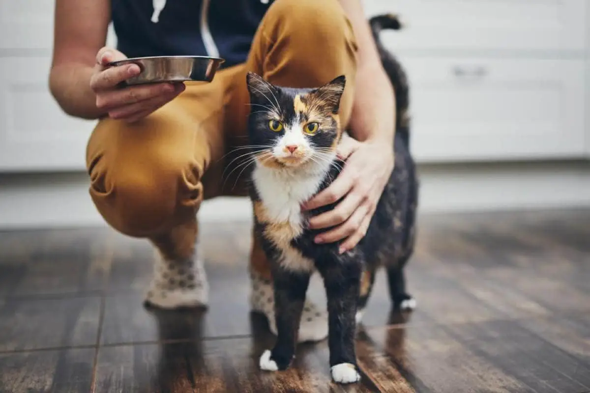 Cat care 101 for working people