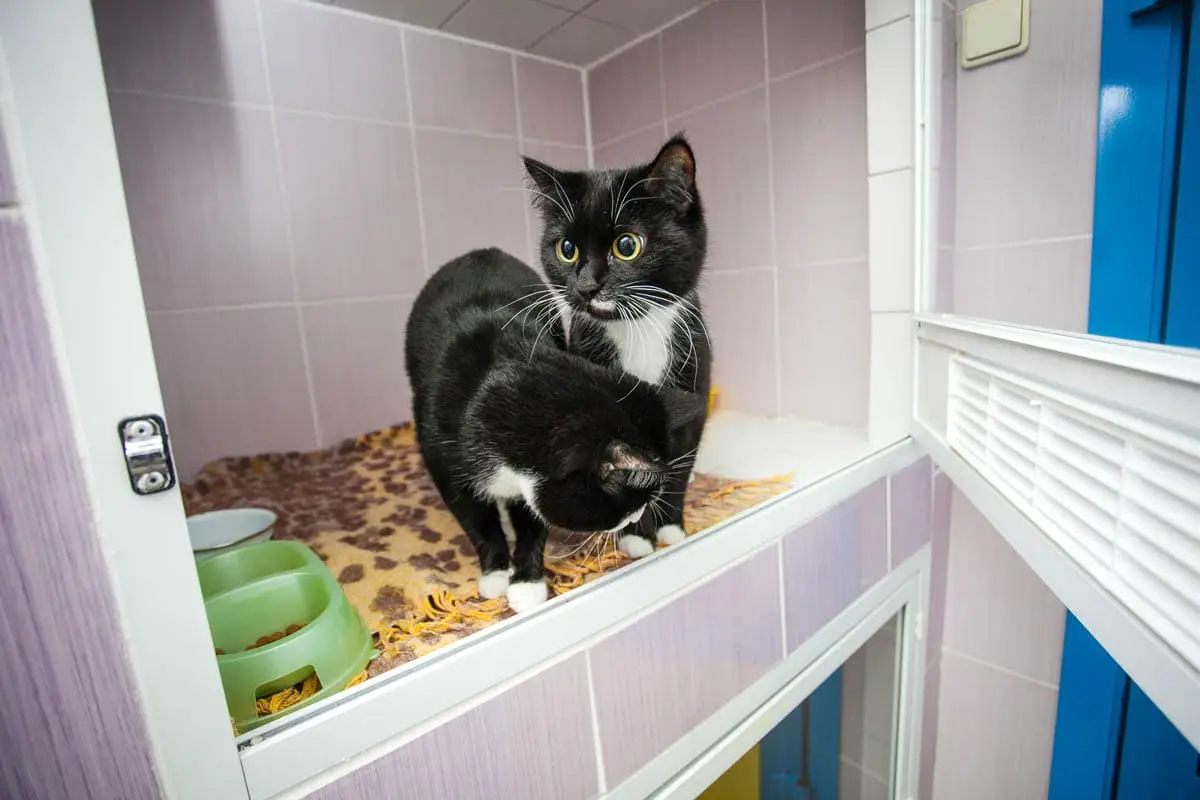Choosing a cat