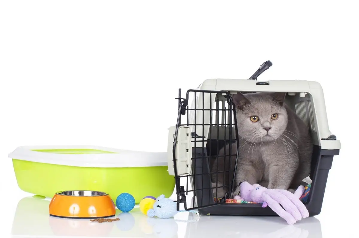 Cat supplies