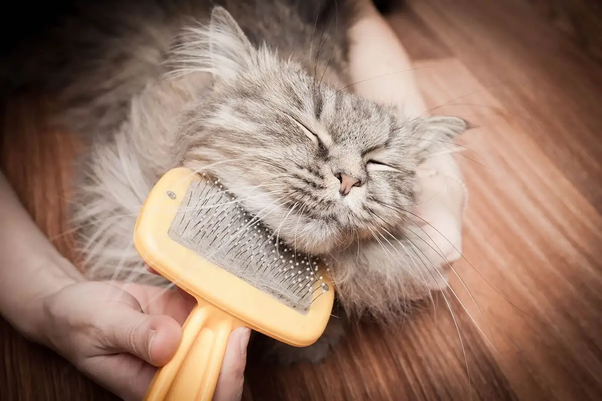 Cat care basics