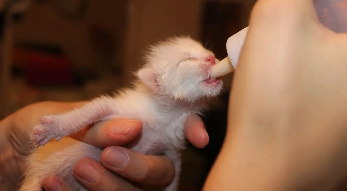 Bottle feeding a kitten