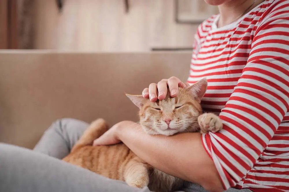 My Cat Know I Love Her