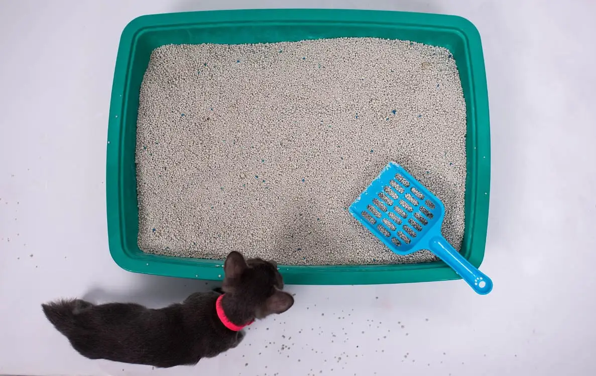 Cat wordt regelmatig vervangen door katten