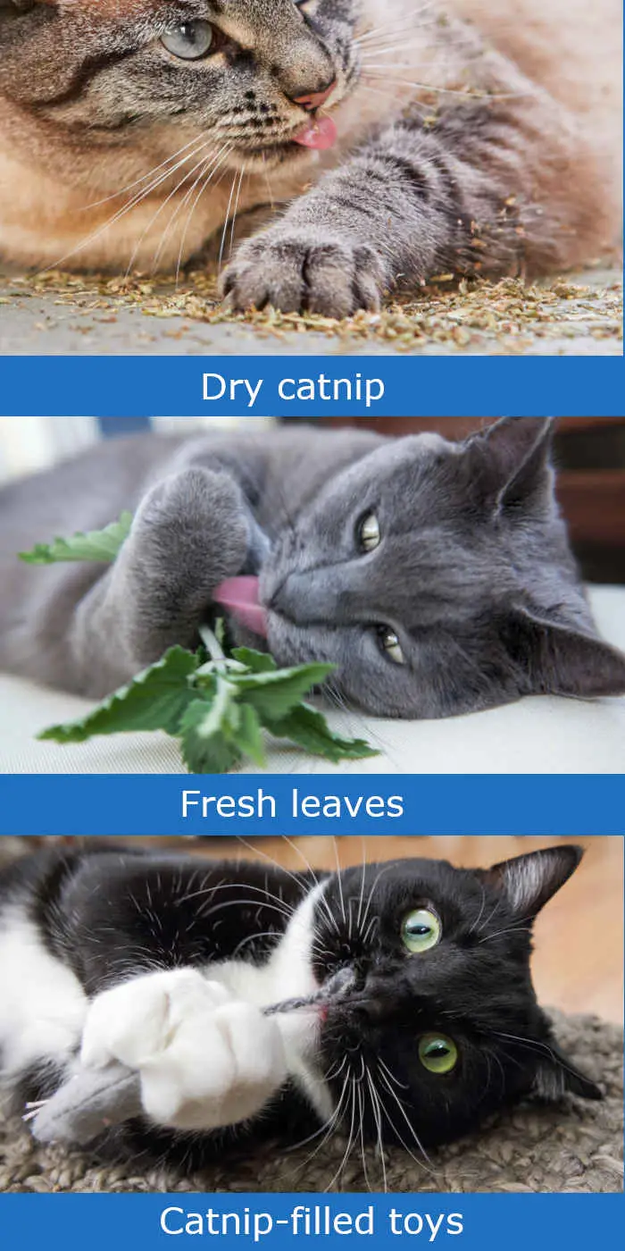 dry catnip, leaves and catnip-filled toy images