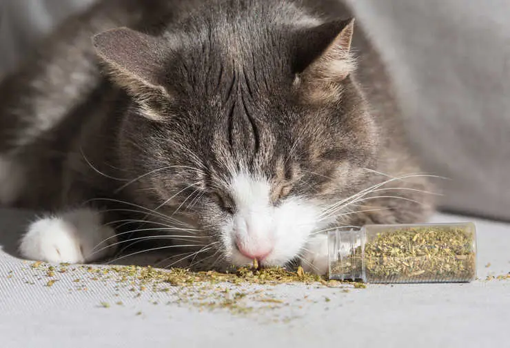 cat enjoying catnip on the floor