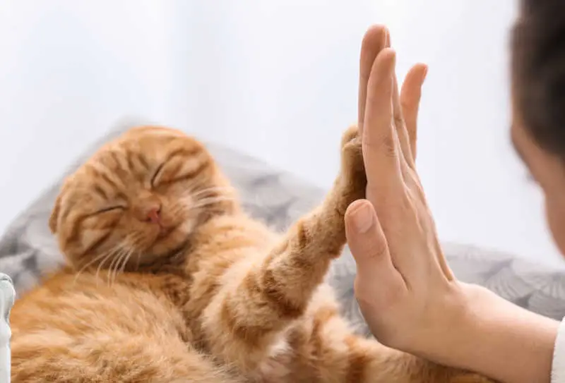 cat pawing owner