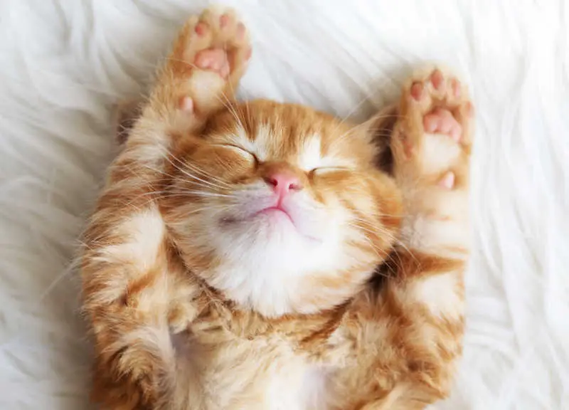 cat enjoying himself a little too much