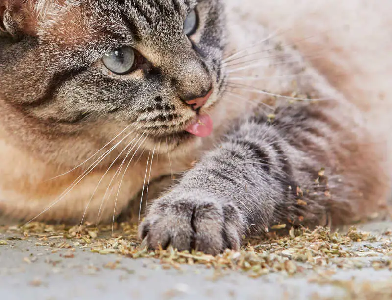 dry catnip