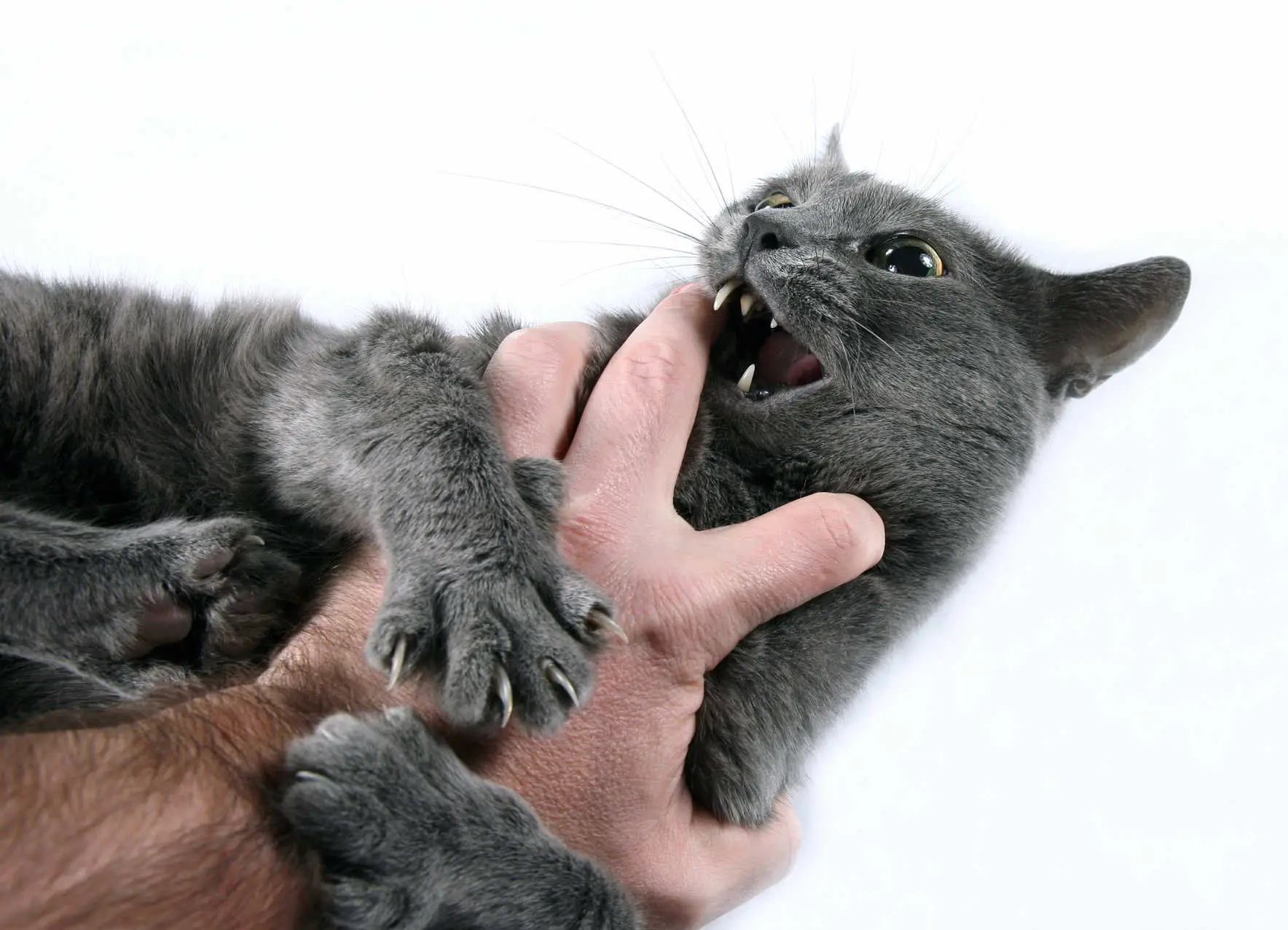 cat biting owner
