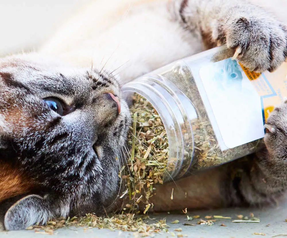 A Catnip boldoggá teheti a macskákat. Mennyire biztos a macskád?
