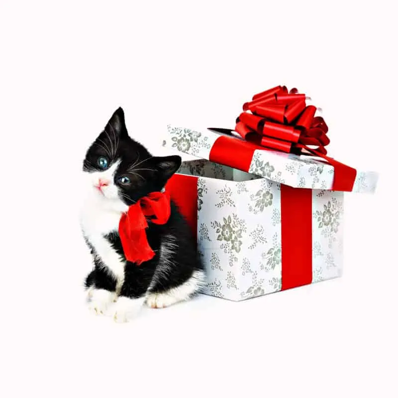 Mám dostat kotě jako dárek pro své děti? [Odpovězeno]